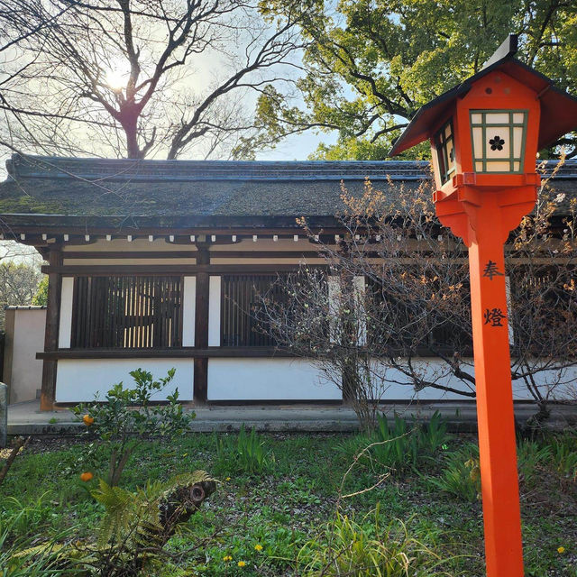 京都最美的賞櫻聖地🌸—平野神社⛩️