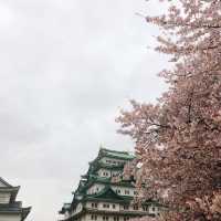 【桜とのコントラストが最高★】名古屋城