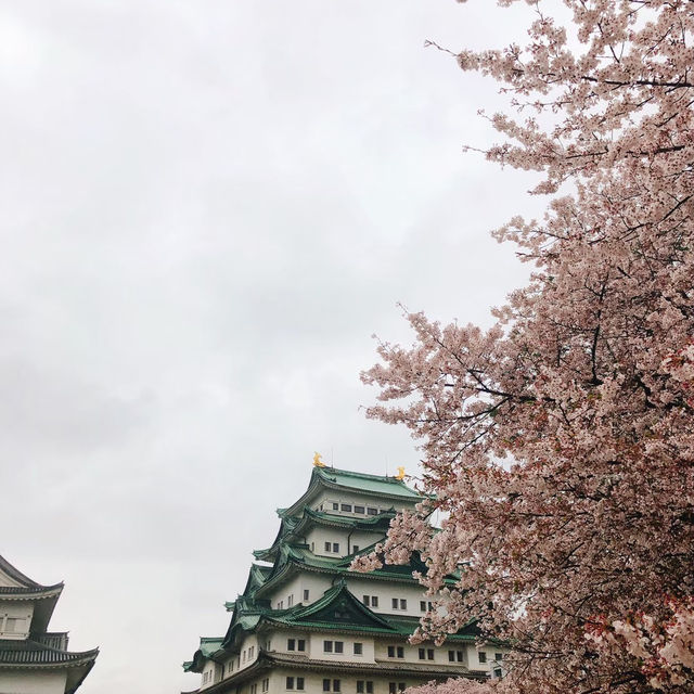 【桜とのコントラストが最高★】名古屋城