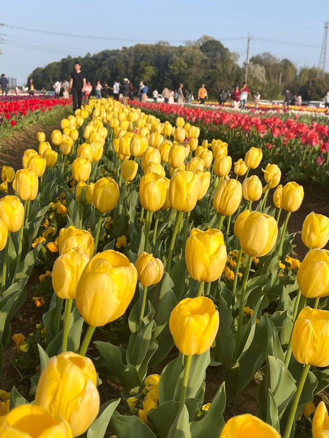 Akebonoyama Park 