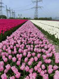 Foundation Tulip Route Dronten