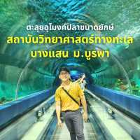 ชมแมงกะพรุนเรืองแสง @บางแสน