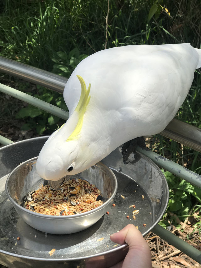 普芬比利蒸汽火車 & 菲利普島野生動物一日遊