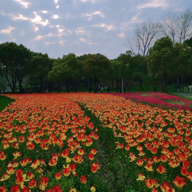 Daning Park ชมทุ่งดอกทิวลิปขนาดใหญ่ในเซี่ยงไฮ้