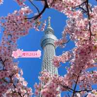 晴空塔下絢爛的櫻花-獨特的都會美景