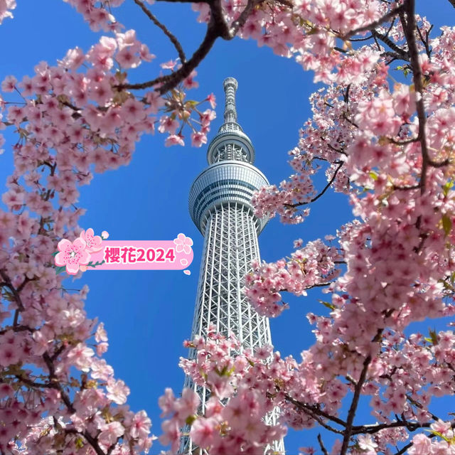 晴空塔下絢爛的櫻花-獨特的都會美景