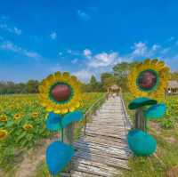 ทุ่งทานตะวันสีทองหนองทึง