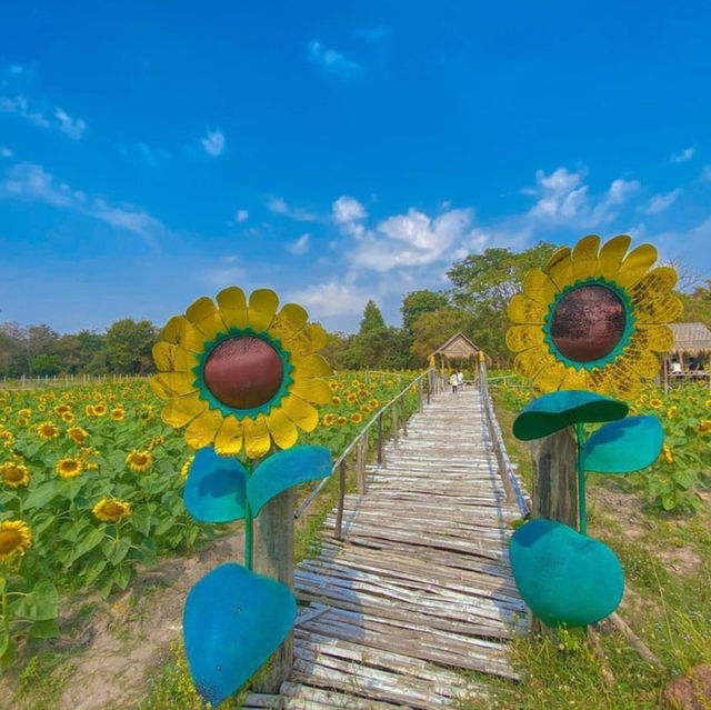 ทุ่งทานตะวันสีทองหนองทึง