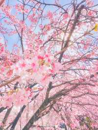 【埼玉】密蔵院に咲く濃いピンクの桜