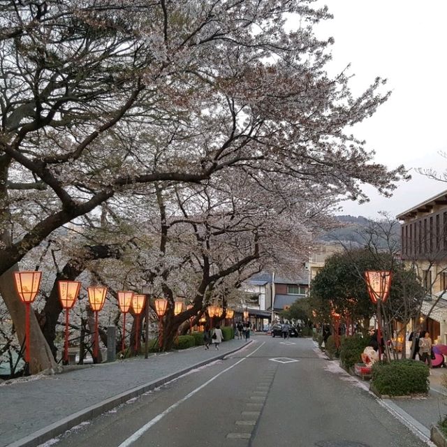 Cherry Blossom at Kanazawa Castle Park