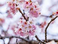 北淺羽櫻堤公園櫻花