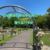 愛知県東海市　元浜公園のバラ園