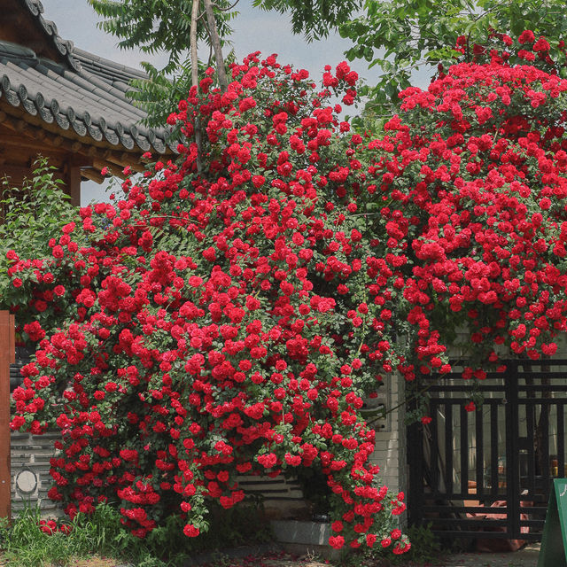 장미 명소 수원 행궁동