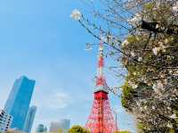 【東京】桜と東京タワー🌸🗼撮影スポット
