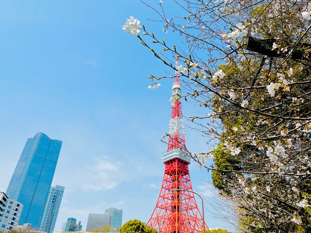 【東京】桜と東京タワー🌸🗼撮影スポット