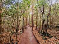 Calming at Seogwipo Forest of Healing