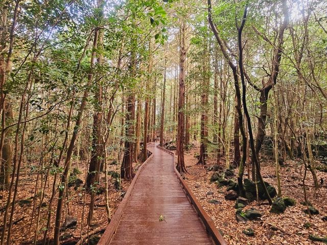 Calming at Seogwipo Forest of Healing