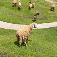 🐑ฟาร์มแกะเข้าฟรีที่นครศรีฯ