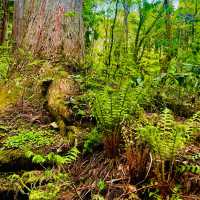 【長野県/荘厳な雰囲気のある樹齢約400年以上の杉並木🌲に木漏れ日が差し込む美しい風景✨】