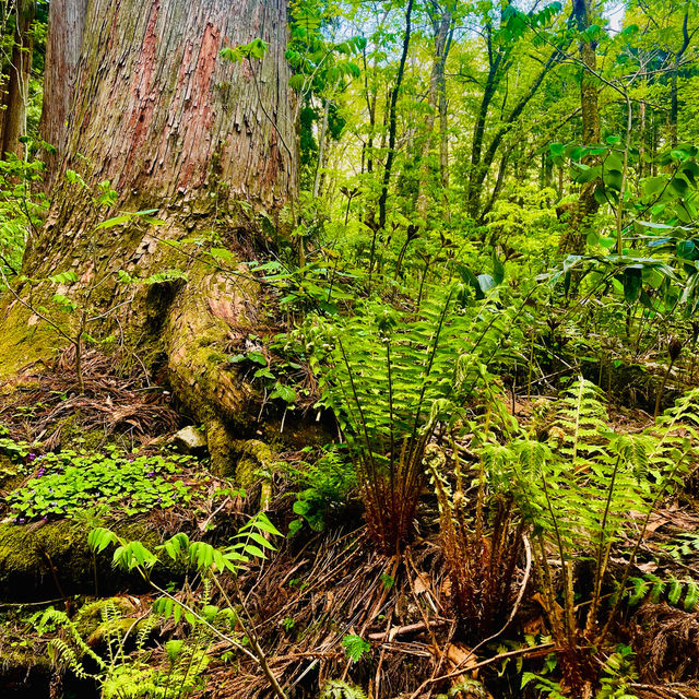 【長野県/荘厳な雰囲気のある樹齢約400年以上の杉並木🌲に木漏れ日が差し込む美しい風景✨】