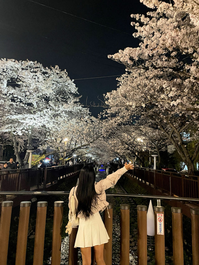 야간도 너무 예쁜 진해 군항제💗