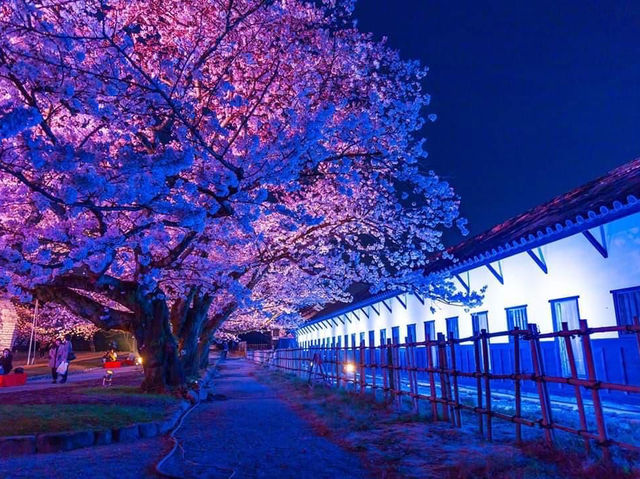 福岡県舞鶴公園櫻花