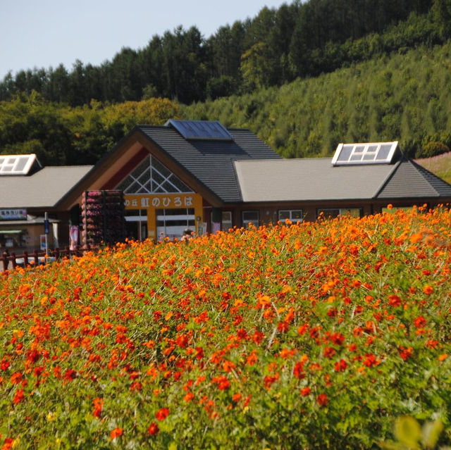 日本最大的波斯菊園