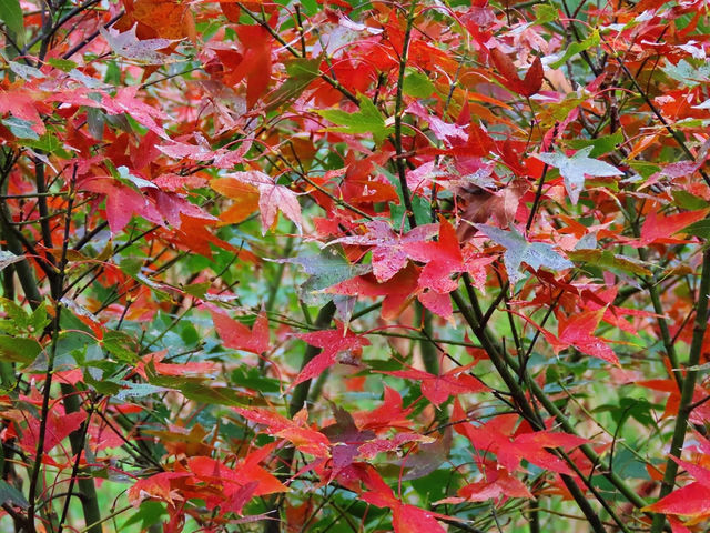 陸奧紫陽花園