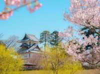 日本三大名園的兼六園賞櫻