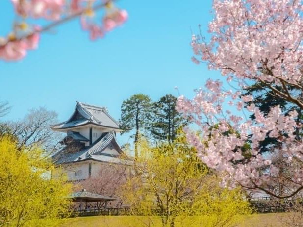 日本三大名園的兼六園賞櫻