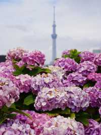 【東京絶景】スカイツリーと紫陽花