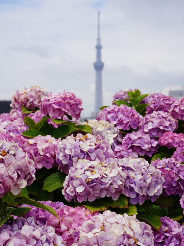【東京絶景】スカイツリーと紫陽花