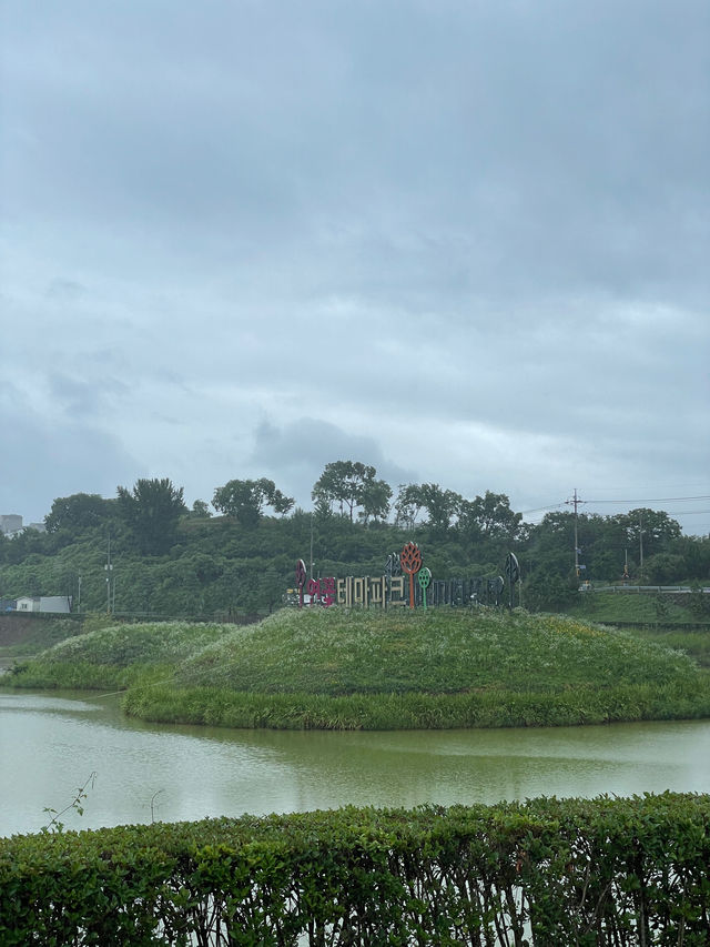 🪷연꽃으로 뒤덮인 이곳은 부산, 창원 근교에서 가까운 함안 연꽃테마파크입니다 :)🩷