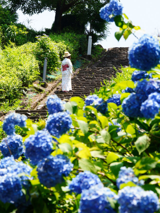 無料で楽しめる紫陽花スポット🤗💠💐月への階段を登ろう☺️🌕✨