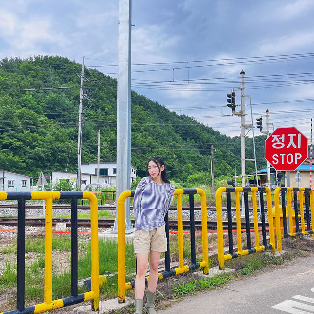 🌳이 우뚝 서있는 영월의 자연보존 랜드마크  