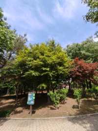 [正能量旅遊] 汝矣島公園-首爾-城市悠閒散步地點