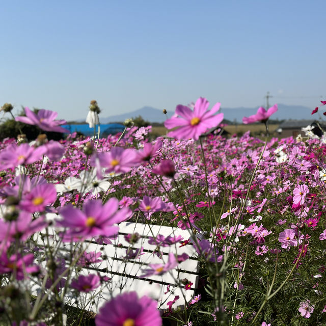 【滋賀県】季節のお花は旅の醍醐味！コスモス畑で写真映え