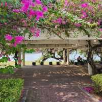 Bougainvillea Park