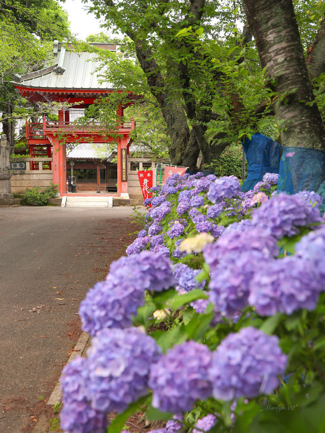 【栃木】静かな参道の紫陽花並木