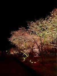 〜静岡県〜色あざかやな河津桜ライトアップ