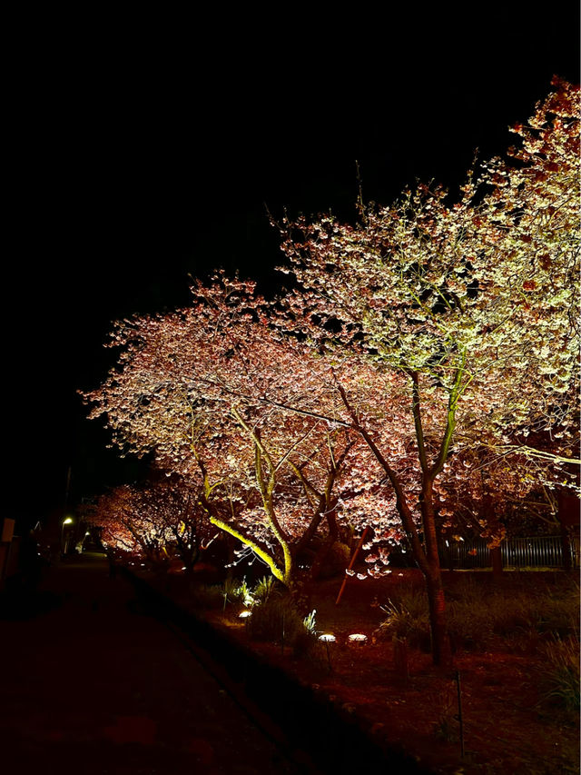 〜静岡県〜色あざかやな河津桜ライトアップ