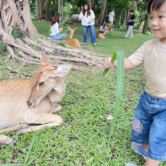 สวนสัตว์เปิดเขาเขียว 🌳 🐘🐒🦒🦓🦏🦜 🌳
