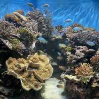 鹿兒島水族館-九州最大規模水族館，必看鯨鯊、水母與魔鬼魚