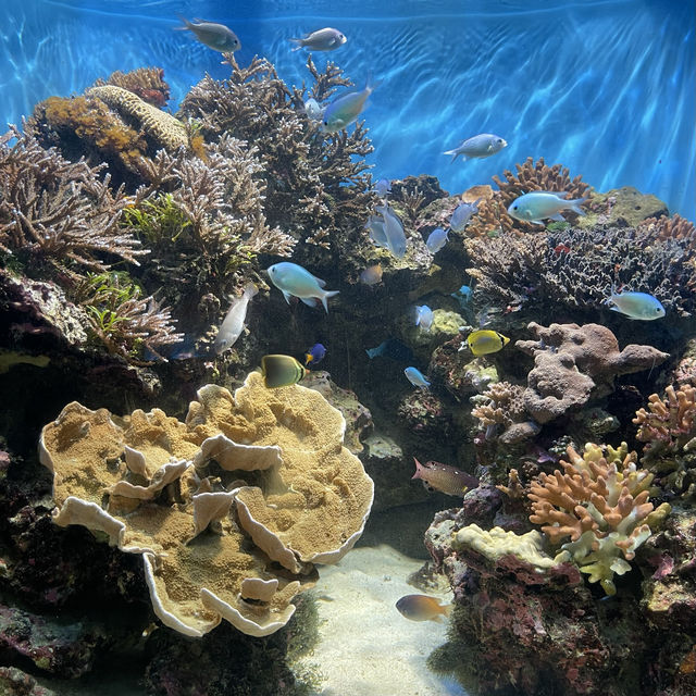 鹿兒島水族館-九州最大規模水族館，必看鯨鯊、水母與魔鬼魚