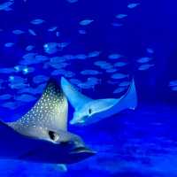 鹿兒島水族館-九州最大規模水族館，必看鯨鯊、水母與魔鬼魚