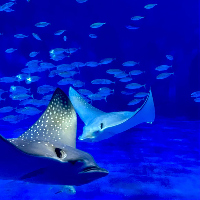 鹿兒島水族館-九州最大規模水族館，必看鯨鯊、水母與魔鬼魚