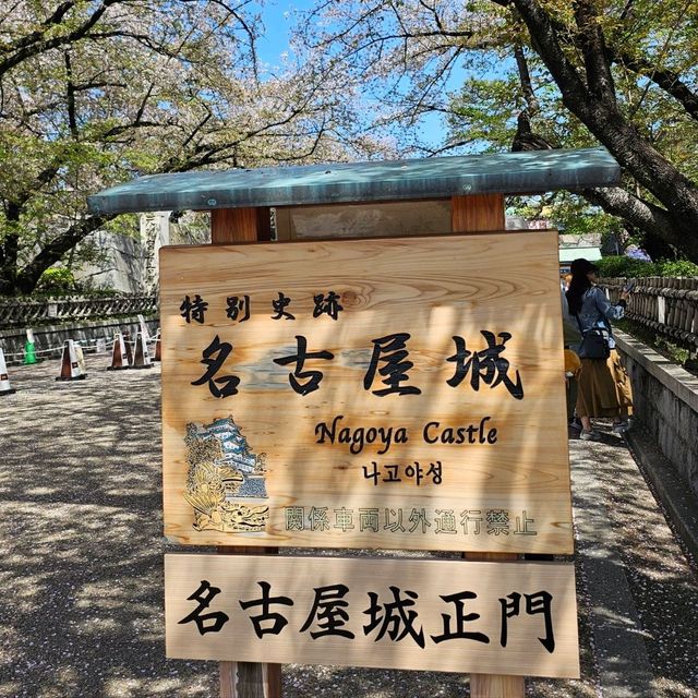 櫻花紛飛的名古屋城