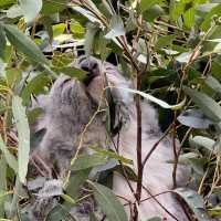 悉尼親親無尾熊🐨親親袋鼠🦘（費瑟戴爾野生動物園）