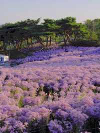 꼭 가야하는 보랏빛 개미취 명소💜