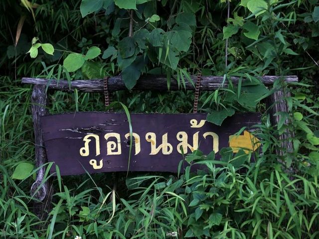 เดินป่าชมวิว ที่ ภูอานม้า พะเยา